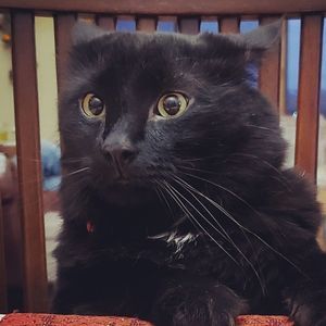 Meet your Posher, Nelson